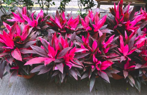 flower-market-dracenia