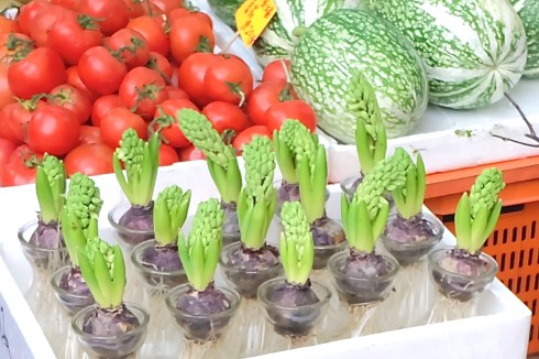 flower-market-buds