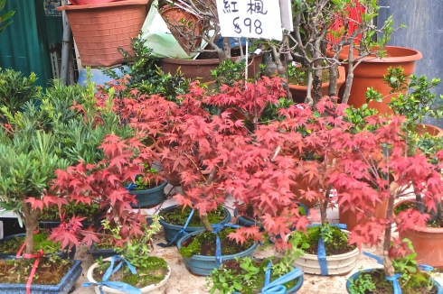 bonsai-tree-hong-kong