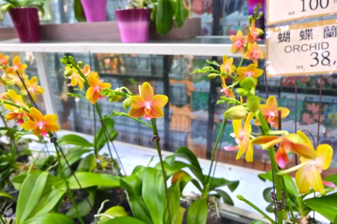 flower-market-orchid