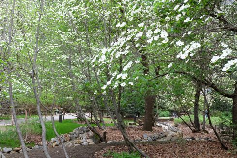 camp-curry-dogwood-trees