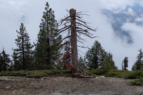 lone-pine-glacier-point