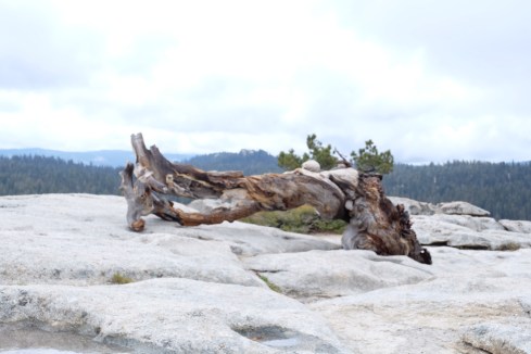 twisted-pine-glacier-point