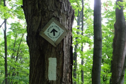 bruce-trail-1