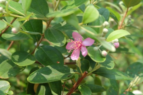 singapore-garden-flower
